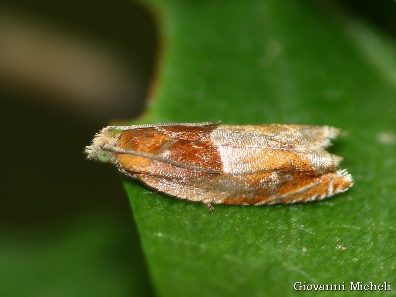 Tortricidae da ID. Ancylis mitterbacheriana
